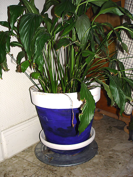 Flower pot base with flower pot