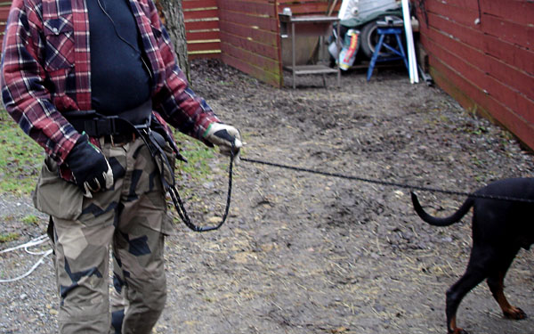 User with dog attached to belt