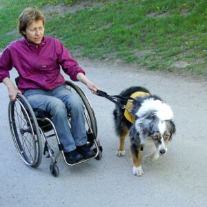 Service dog pulling wheelchair