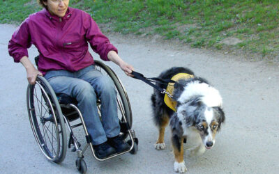 Service dog pulling wheelchair