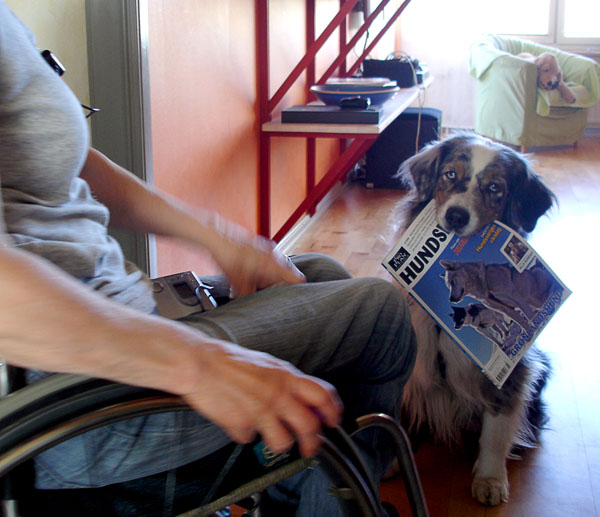 Servicehunden hämtar en tidning