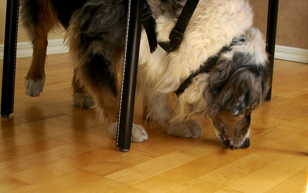 Servicehunden hämtar en penna som ligger under bordet