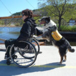 Drive wheelchair on level ground assisted by service dog