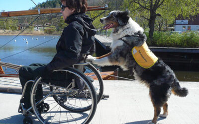 Köra rullstol på plan mark med hjälp av servicehund